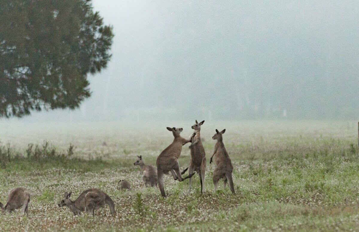 Un gruppo di canguri in un prato erboso con un albero sullo sfondo.