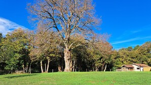 Un campo cubierto de césped con un árbol grande y una casa pequeña al fondo.