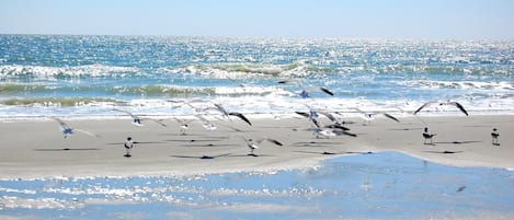 在海滩