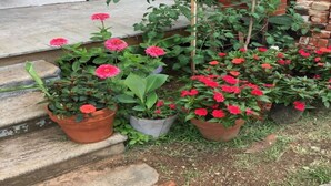 Potted plants with pink and red flowers on steps. - Downtown Studio Gem (Nacogdoches)