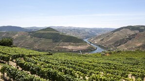 A vineyard with rows of grapevines and a river running through the valley. - Typical house in the heart of the Douro (Casal de Loivos)