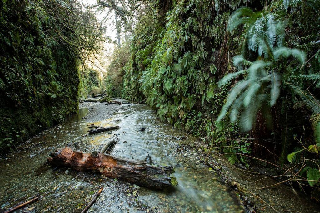 A narrow, rocky stream surrounded by dense, green foliage.