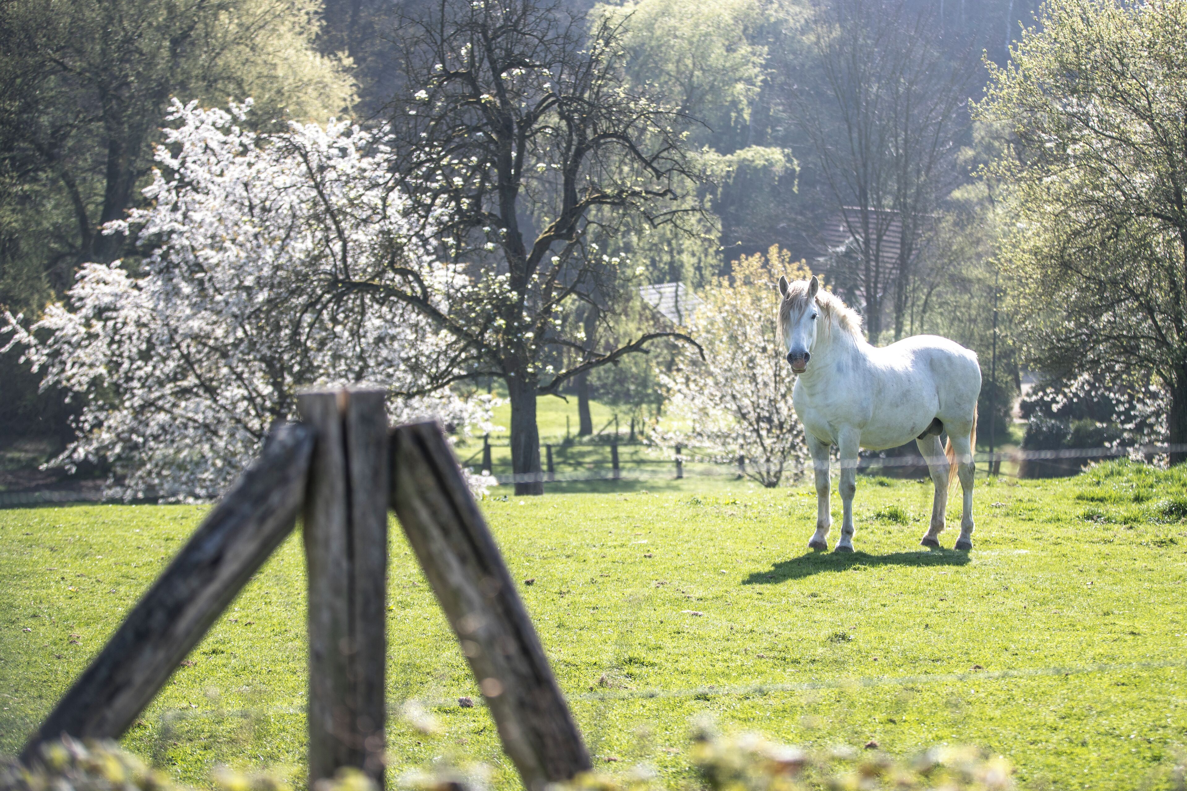 Un cheval blanc dans un champ verdoyant, avec des arbres et une clôture en bois.