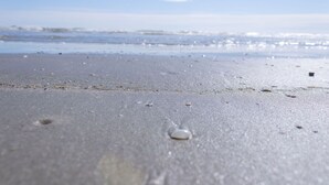 Ein Strand mit feuchtem Sand und verstreuten Muscheln.
