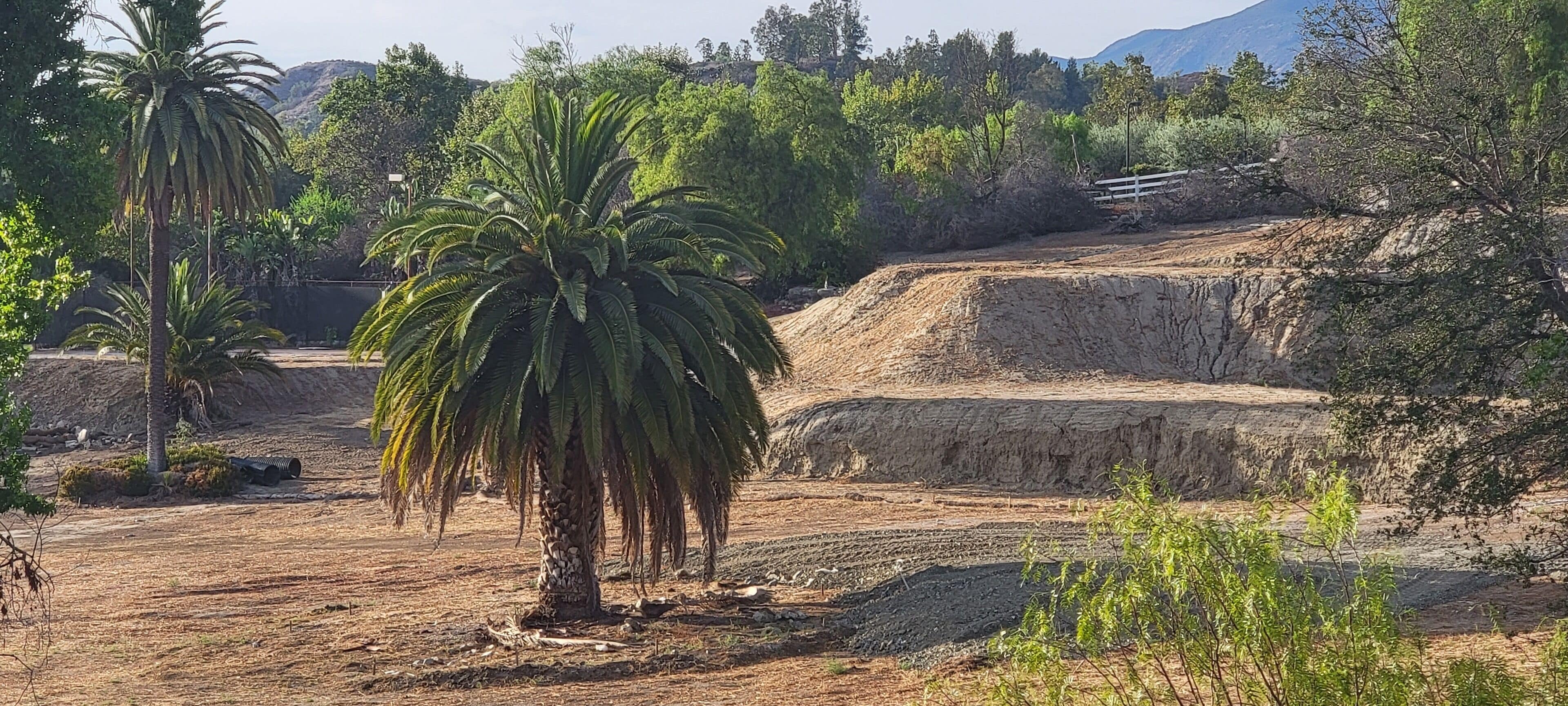 Un paisaje seco y rocoso con una palmera en primer plano y un camino de tierra que lleva a un acantilado.