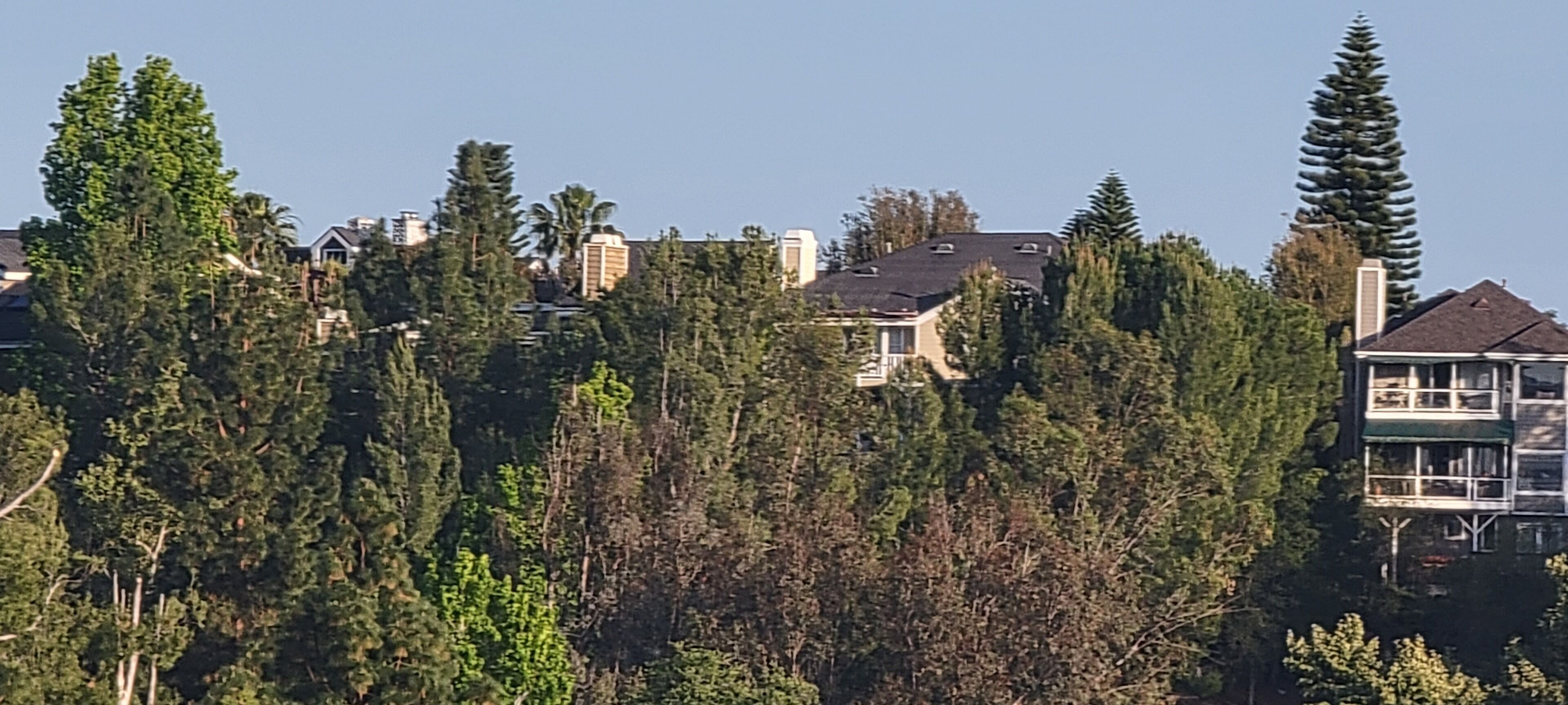 Un quartier résidentiel où les maisons sont entourées d’arbres denses.
