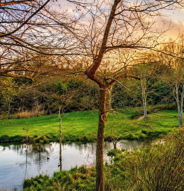 Un paisaje sereno con un estanque, árboles y una zona cubierta de césped.