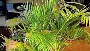 A potted palm plant in a white pot on a tiled floor. - Bastide standing CLIMATISÉ center town à PIEDS (Aix-en-Provence)