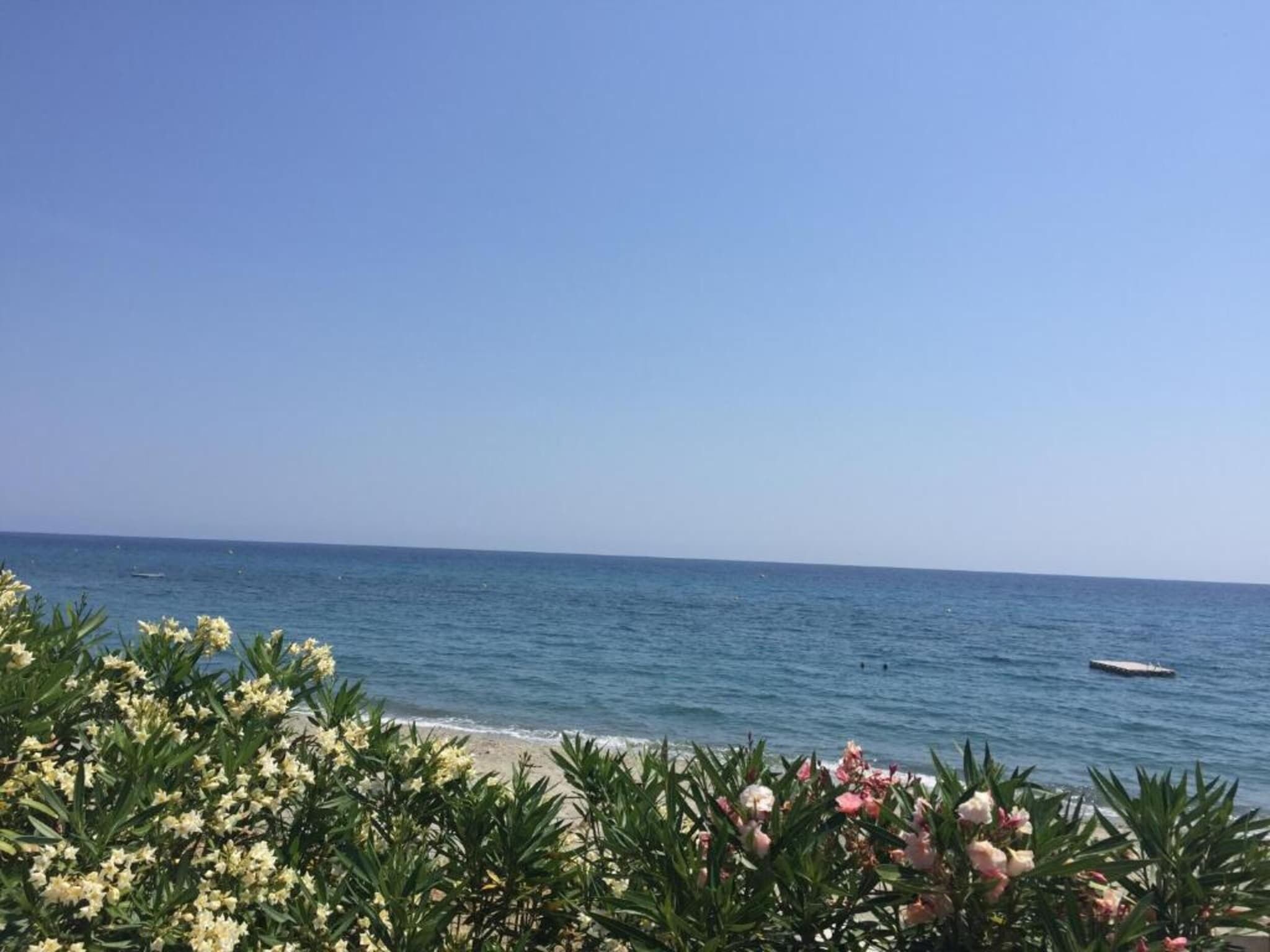 Een strand met helderblauw water, een boot in de verte, en bloeiende planten op de voorgrond.