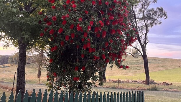 A tree with red flowers and a green fence in a rural landscape. - Farmstay Cottage on the Strathbogie Tablelands. (Boho South)
