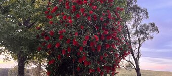 Farmstay Cottage on the Strathbogie Tablelands.