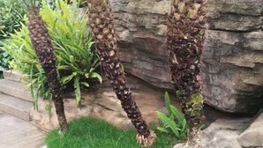 Un jardin avec des palmiers et un mur en pierre.