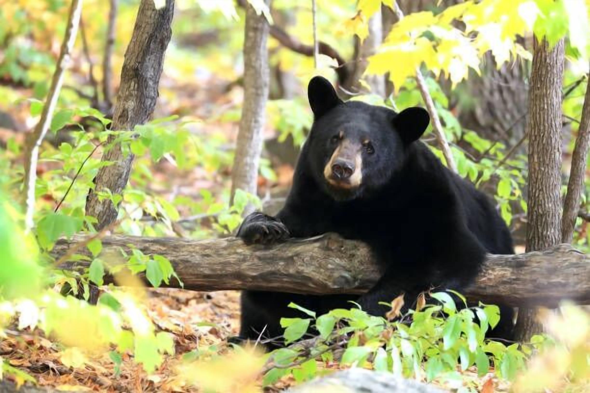 A black bear resting on a log in a forested area with green foliage.
