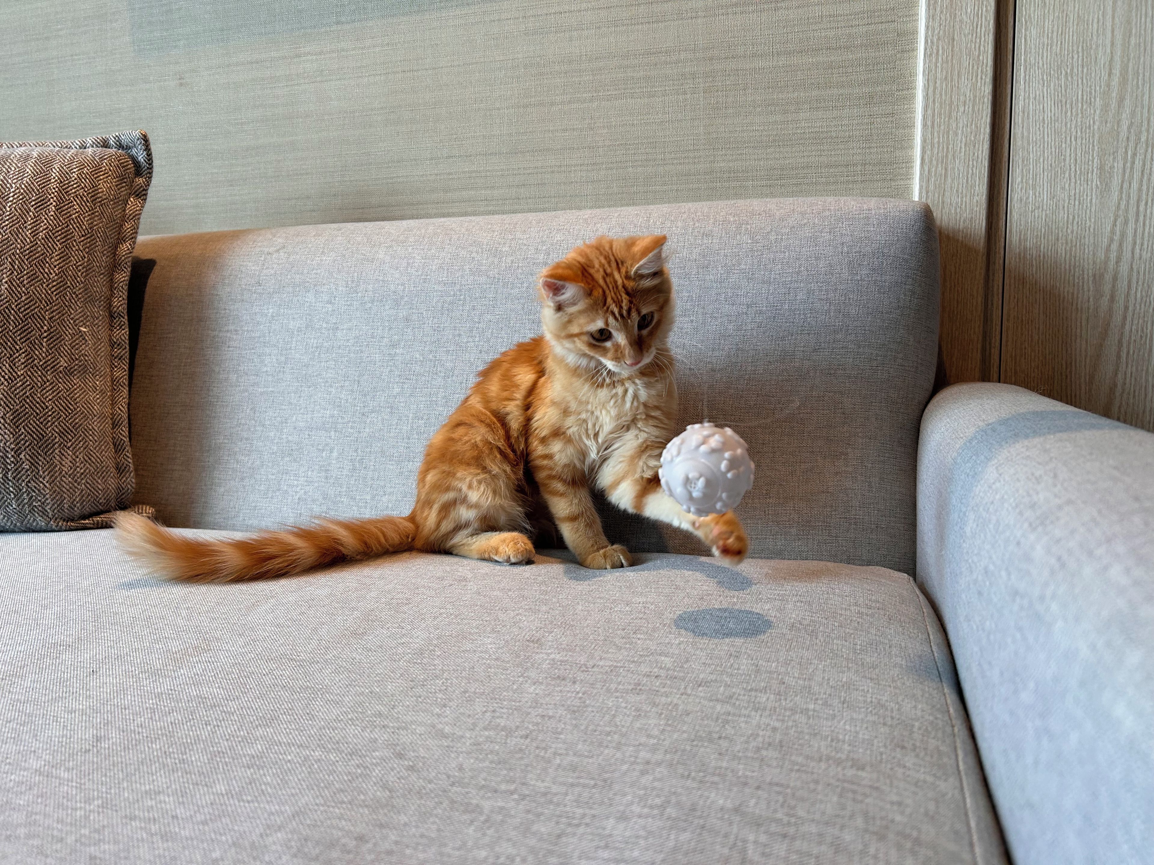 Un chat est assis sur un canapé gris, avec une balle blanche à la texture particulière à proximité.