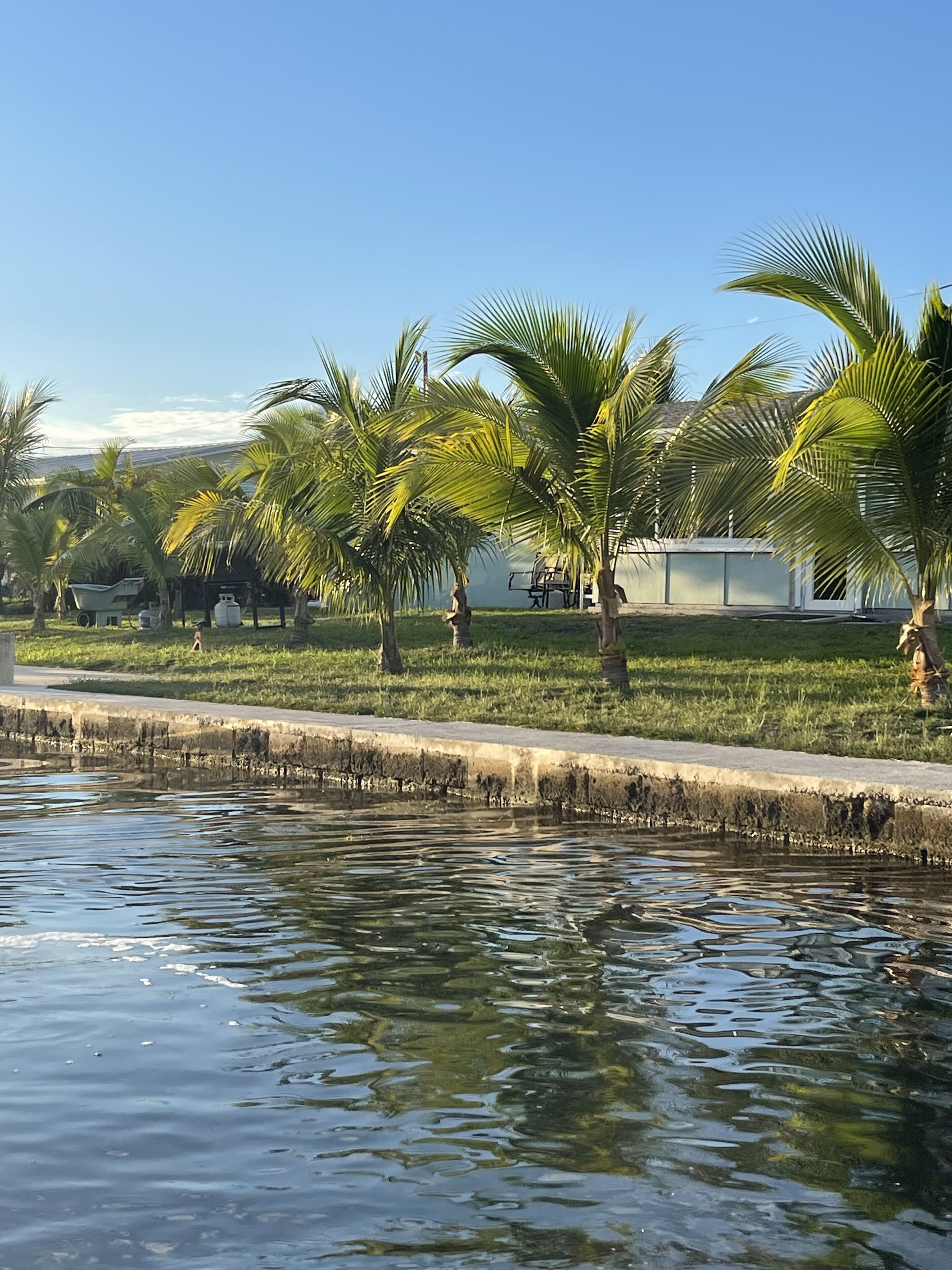 A calm water body with palm trees and a grassy area.