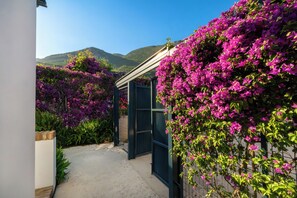 Ein Weg führt zu einem Gebäude mit einem Metallgitter, umgeben von üppigem, violettem Bougainvillea.