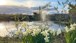 A pond with daffodils and a fountain. - 4 bedroom accommodation in Carlisle (Carlisle)