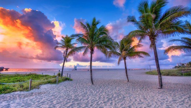 A beach with palm trees and a pier. - Surf and Sand Seaside (Pompano Beach)