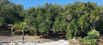 Equestrian estate on 6 acres with olive orchard