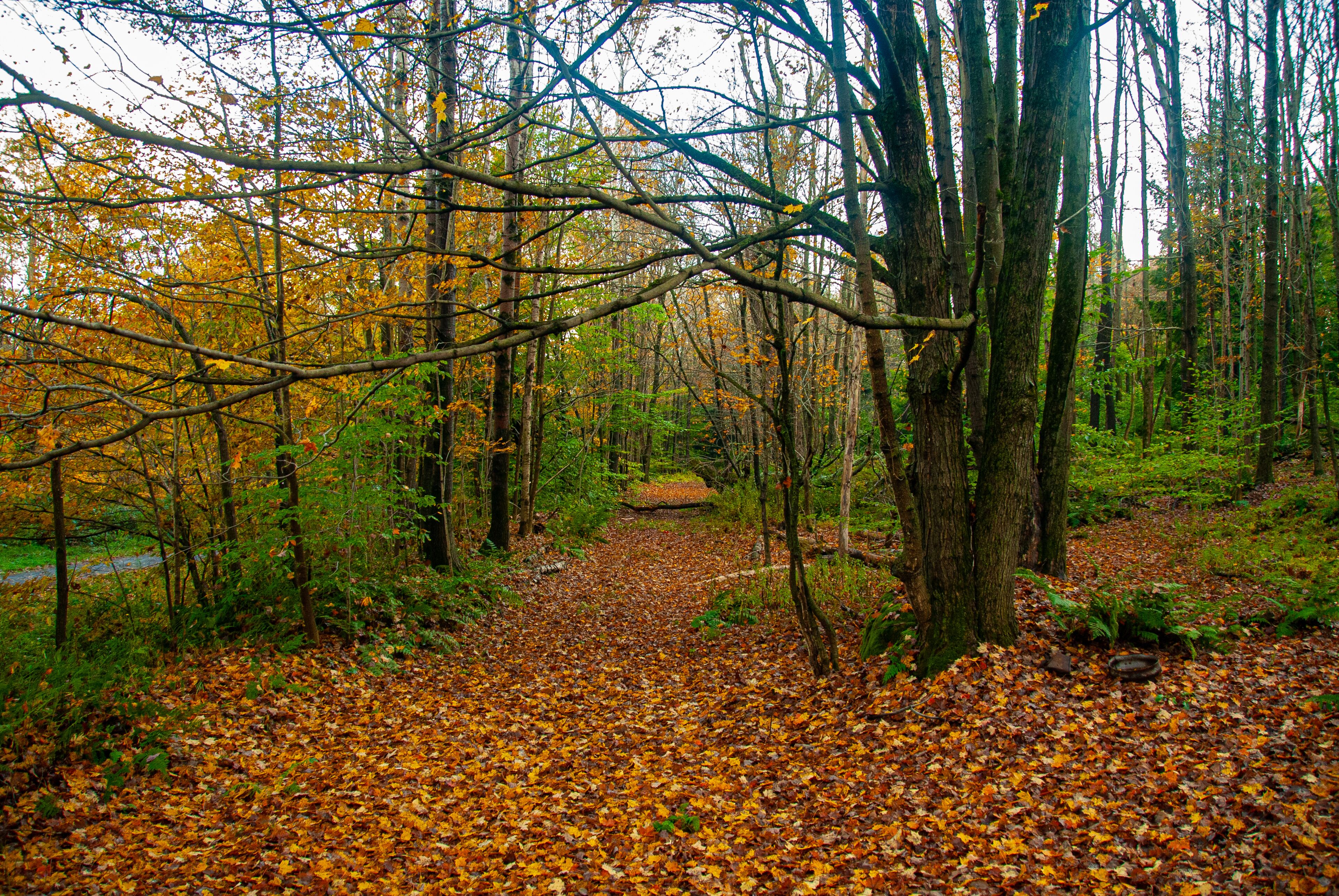 A forest path covered with fallen leaves.