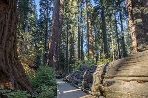 Ein Waldpfad mit hoch aufragenden Bäumen und einem Holzsteg.