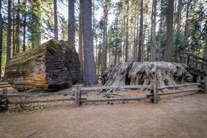 Ein bewaldetes Gebiet mit einem umgestürzten Baum und einem Holzzaun.