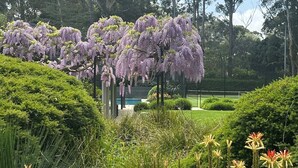 Un jardin agrémenté de glycines aux fleurs violettes, de haies verdoyantes et, au fond, d’un court de tennis.