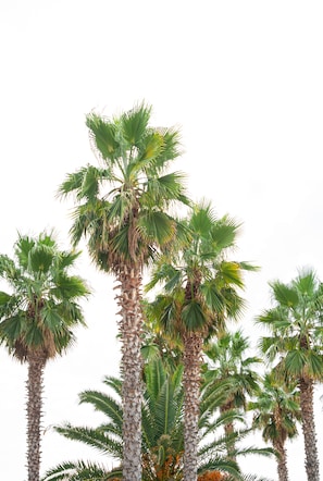 A cluster of tall palm trees with dense foliage against a clear sky. - Tridente Mare (Kassandra)