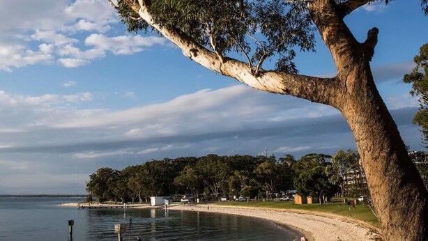 A coastal landscape with a large tree, a sandy beach, and a calm body of water. - Gidgets on Gretel - pet-friendly coastal cottage near Shoal Bay (Nelson Bay)