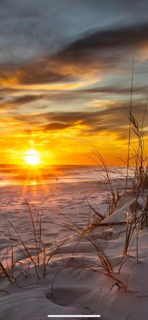 Experience the tranquility of a secluded beach surrounded by tall grasses and dunes.