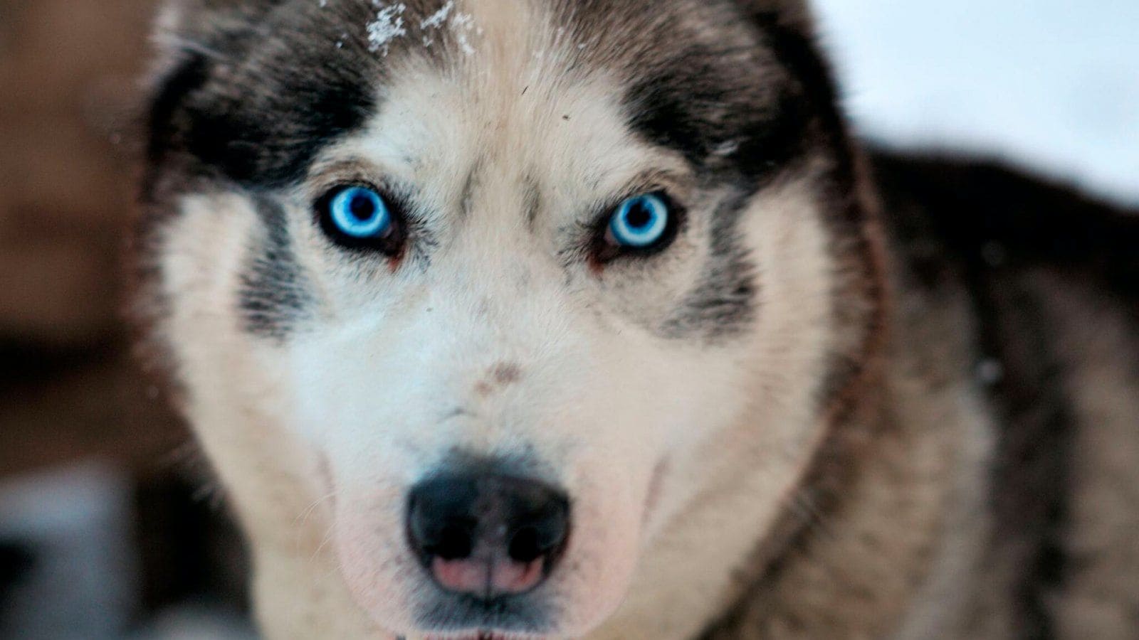 Ein Nahaufnahme eines Hundegesichts mit blauen Augen.