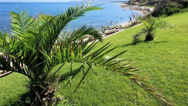 A coastal landscape with a grassy area, palm trees, and a beach with people.