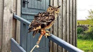 An owl perched on a railing in front of a rustic wooden building. - Bespoke 1 Bed Cottage in Dunbeath Village (Dunbeath)