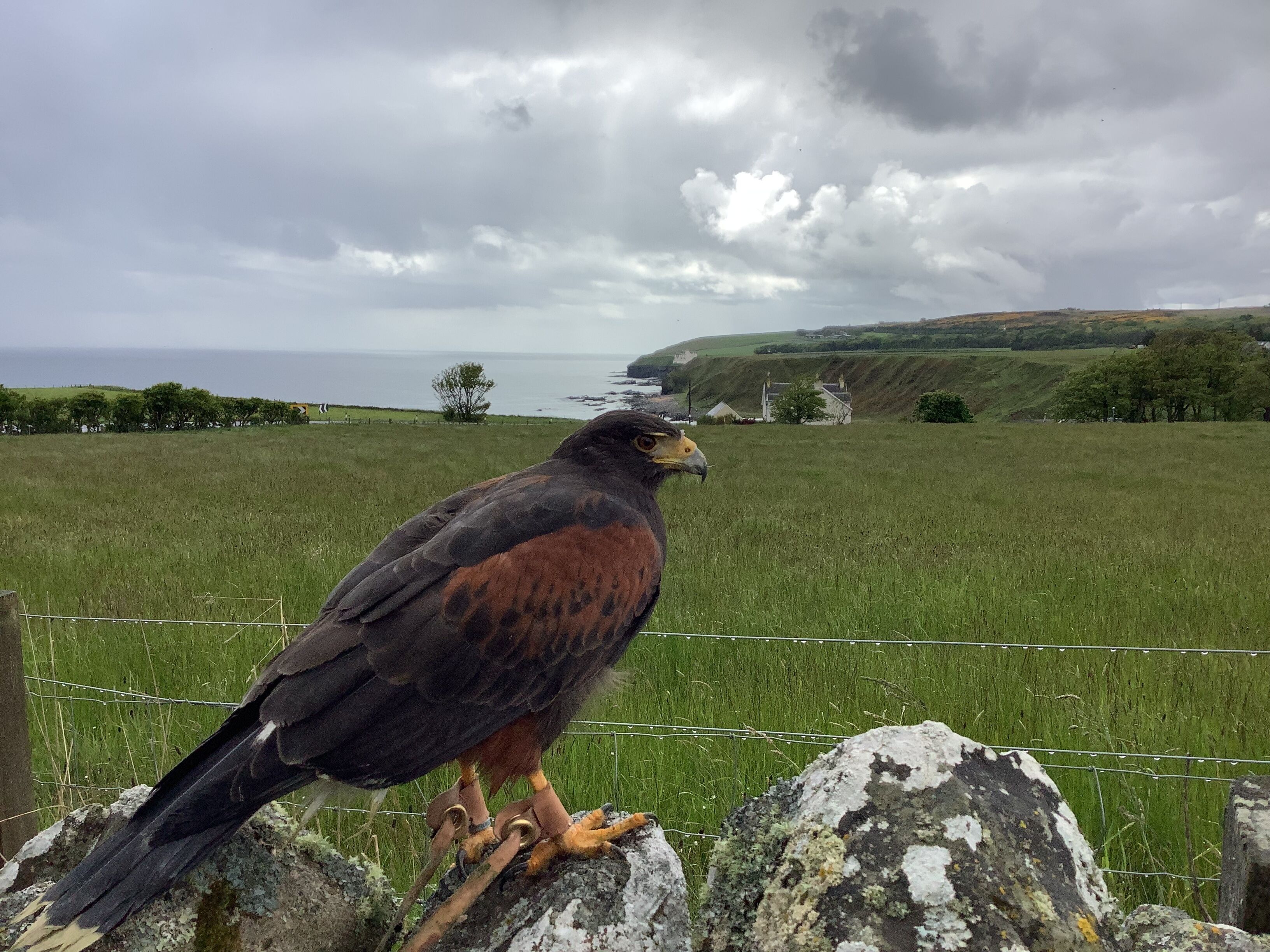 A bird perched on a rock near a fence with a grassy field and a cloudy sky in the background.