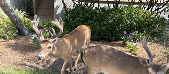 186 Beach Club Villa - Pet Friendly, Beautiful marsh views