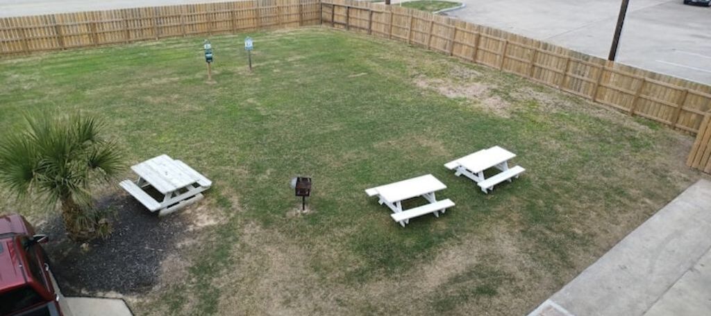 Un espacio al aire libre con césped, mesas de picnic y una pequeña palmera.