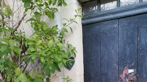 A potted plant with green leaves next to a weathered black door with peeling paint.