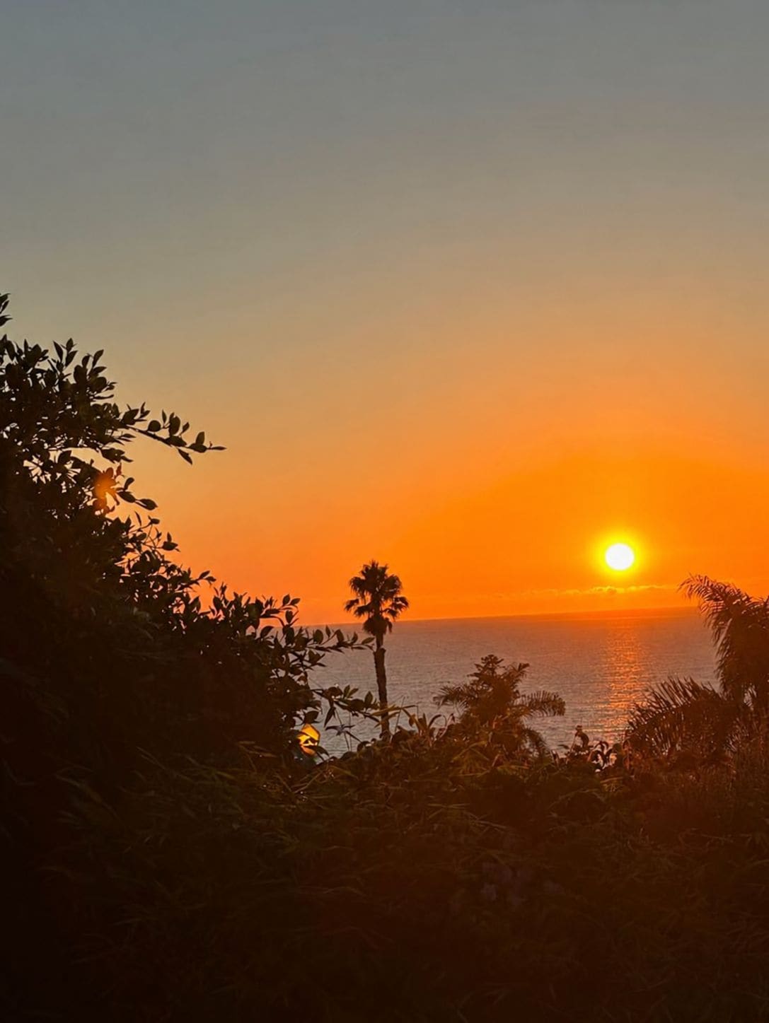 Ein Sonnenuntergang über einem Gewässer mit silhouettierten Palmen und Vegetation.