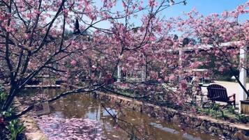 Un jardín con un estanque, cerezos en flor y una silla.