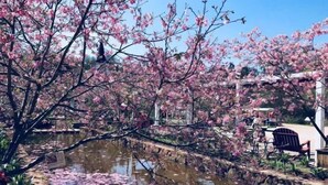 Um jardim com lago, árvores de flores cor-de-rosa e um deck de madeira com cadeiras.