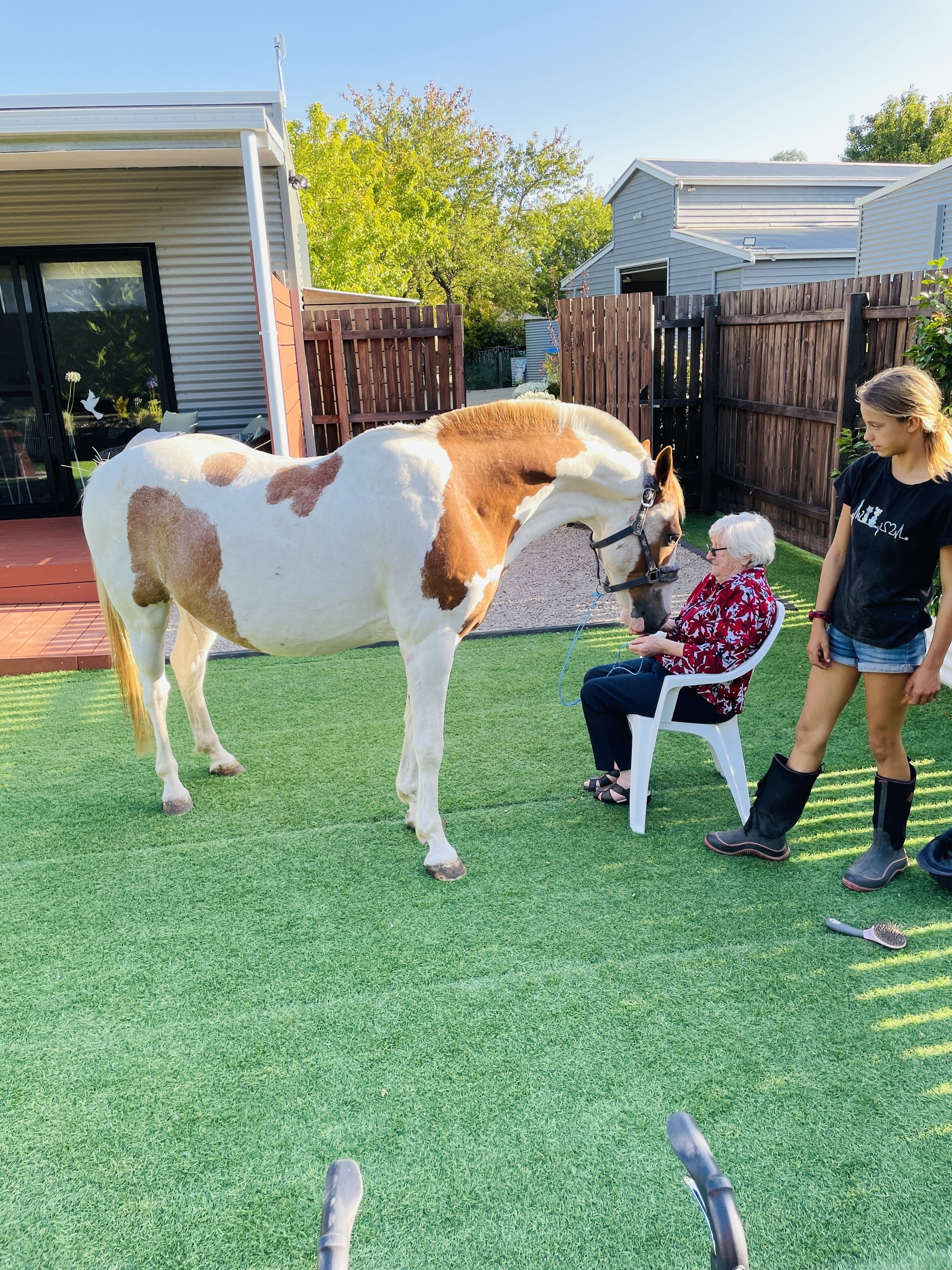A horse with a white and brown coat standing on artificial grass, with a person sitting on a chair nearby.