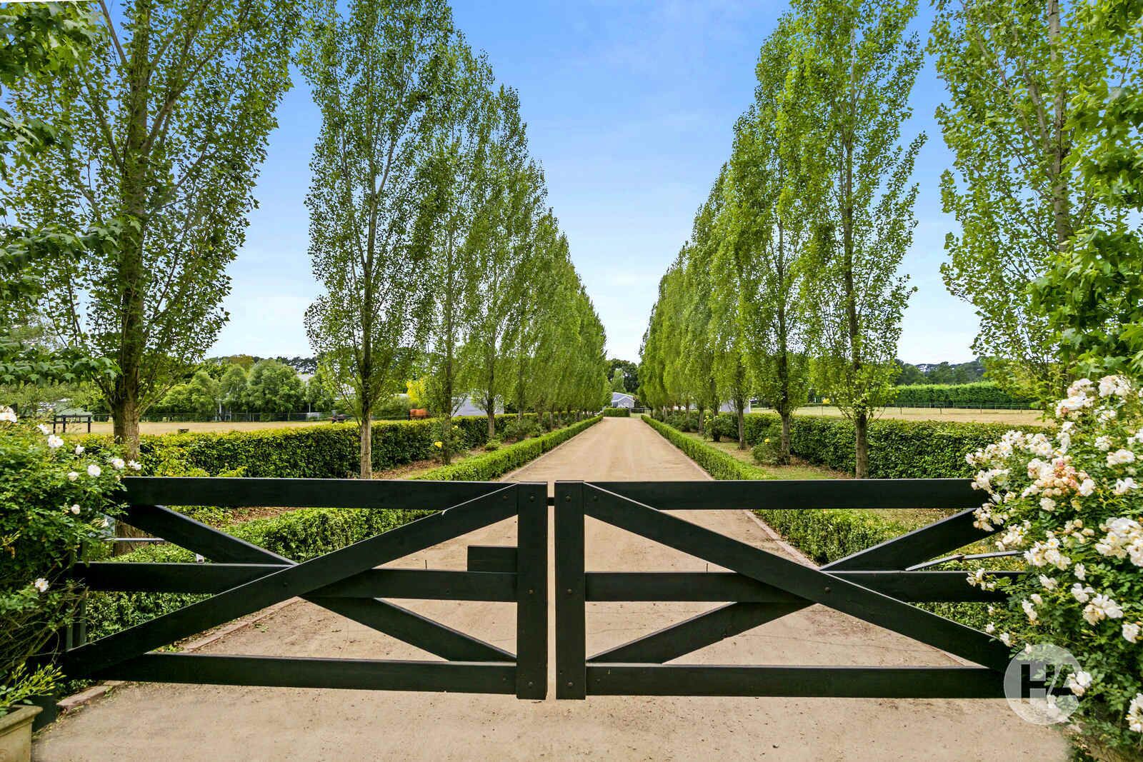Un sentier bordé de grands arbres élancés et surmonté d’un portail noir.