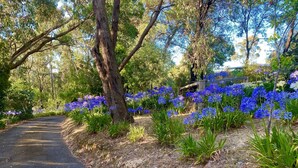 A paved pathway surrounded by lush greenery and vibrant blue flowers. - TreeTops - wood fire, outdoor spa and great coffee (Hepburn Springs)