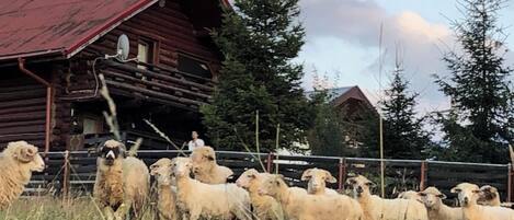 Una cabaña de troncos con techo rojo y una antena parabólica, rodeada por un área cercada con ovejas.