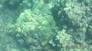 An underwater view of a coral reef with a striped fish.