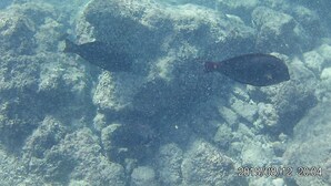 A fish swimming near a rocky underwater surface.