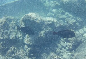 Un poisson nageant près d’une surface rocheuse sous l’eau.