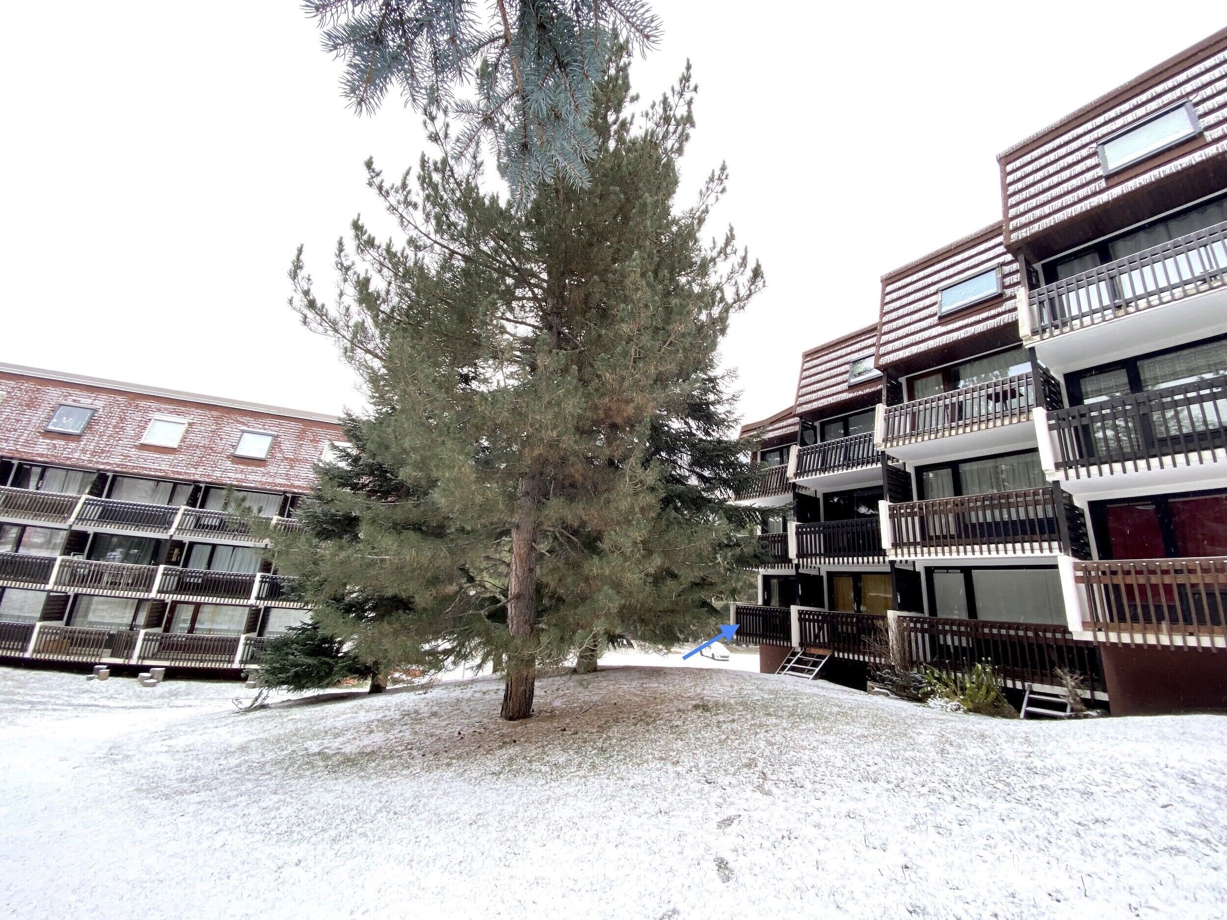 A multi-story building with balconies and a large evergreen tree in front.