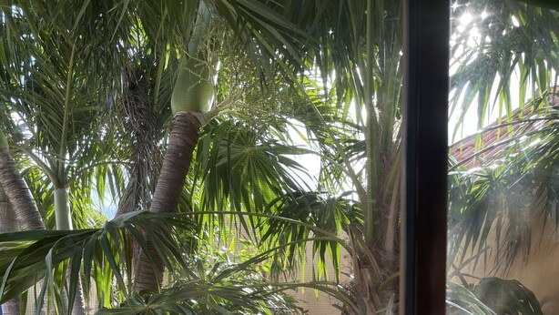 A tropical garden with palm trees and a blue pot on gravel. - Blue Villa Aruba (Oranjestad)