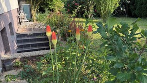 A garden with steps leading to a door, surrounded by various plants and trees. - VACATION WITH DOG IN VACATION HOME WITH TERRACE GARDEN AND POOL (Stegersbach)